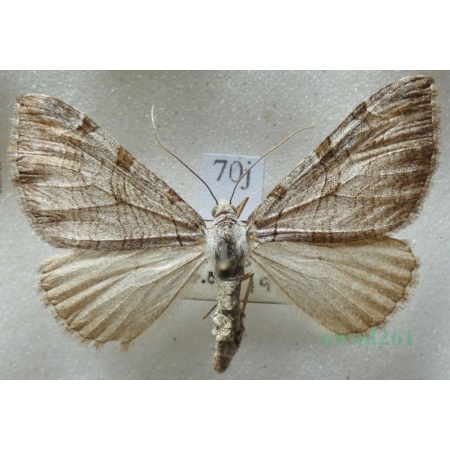 Aplocera plagiata (Linnaeus, 1758) Niekrocz dziurawczak Czech70j